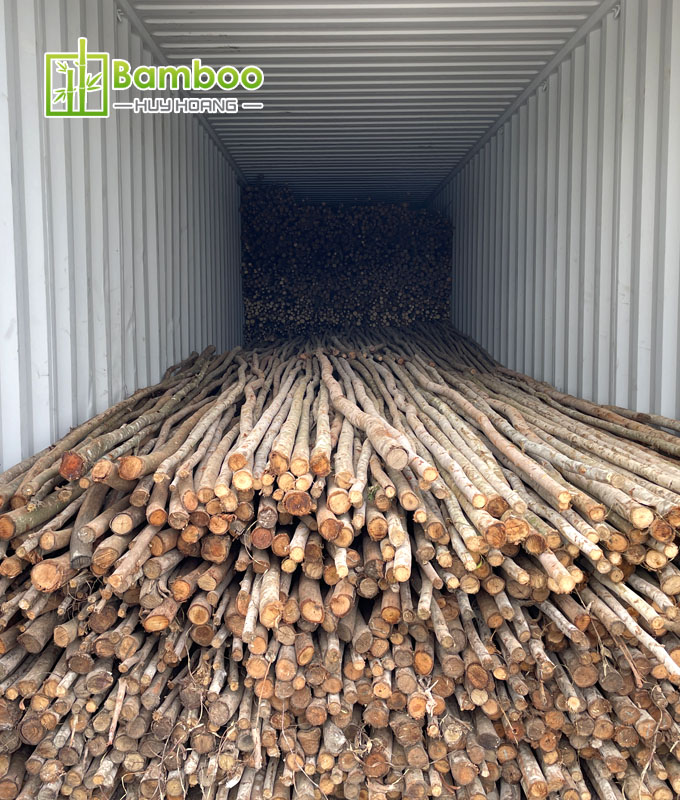Debarked eucalyptus wood