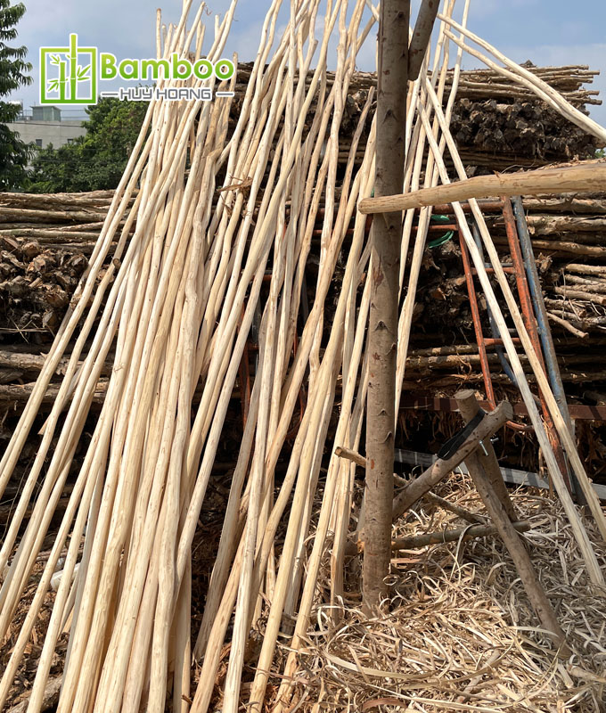 Debarked eucalyptus wood