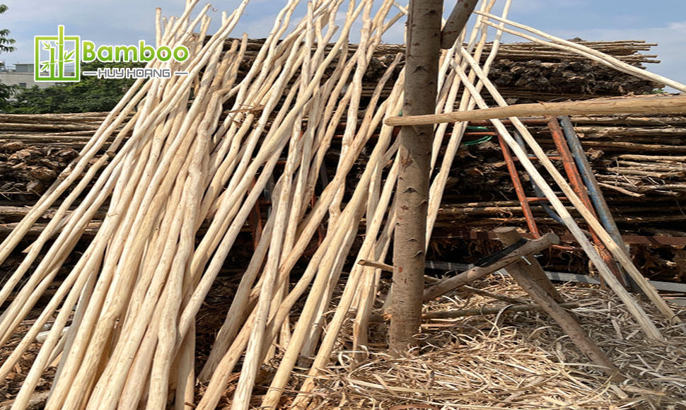 Debarked eucalyptus wood