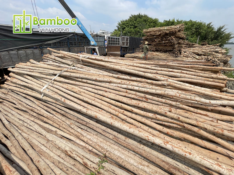 Debarked eucalyptus wood